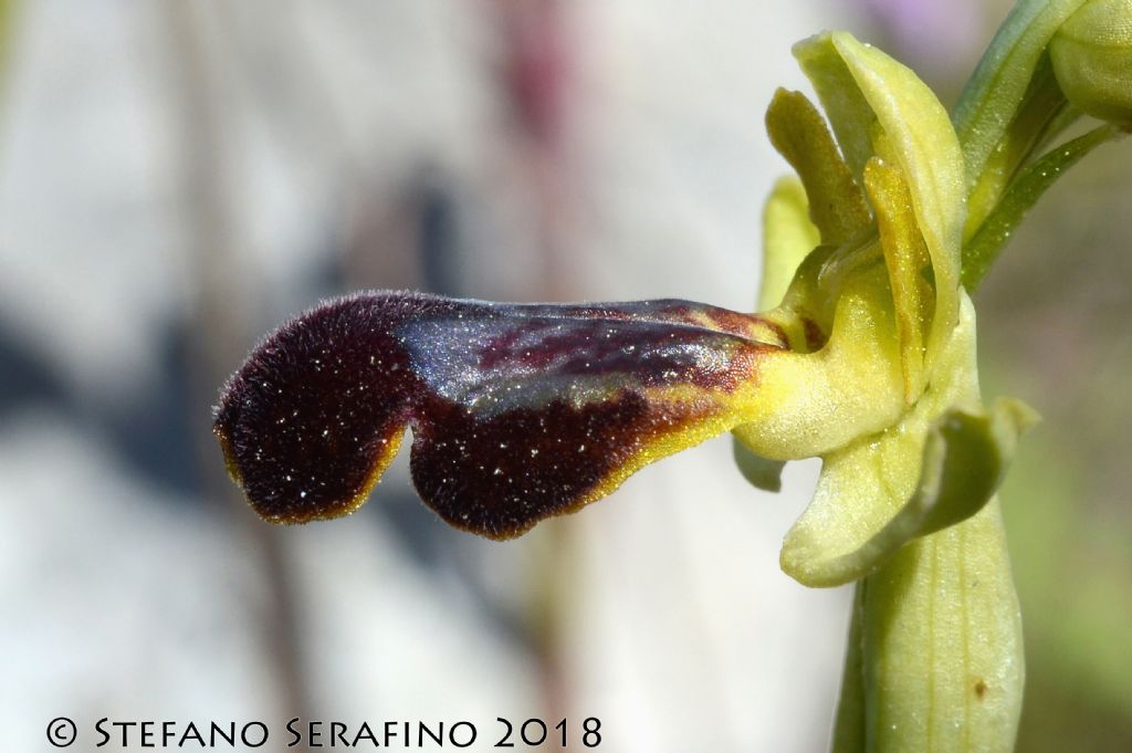 Ophrys fusca s.l. da determinare - Salento - Lecce